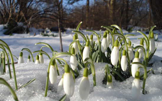 gardening in the snow